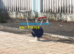 Sản xuất lắp đặt dụng cụ tập thể thao ngoài trời